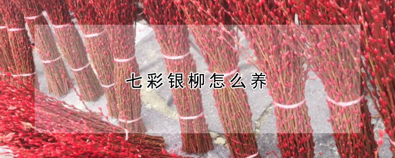 七彩銀柳怎么養