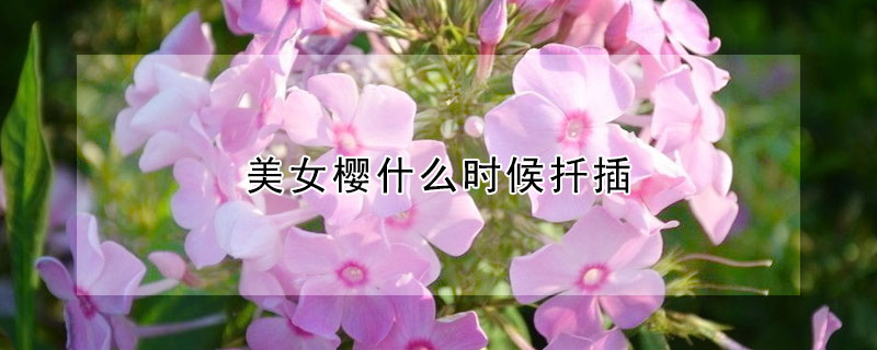 美女櫻什么時(shí)候扦插