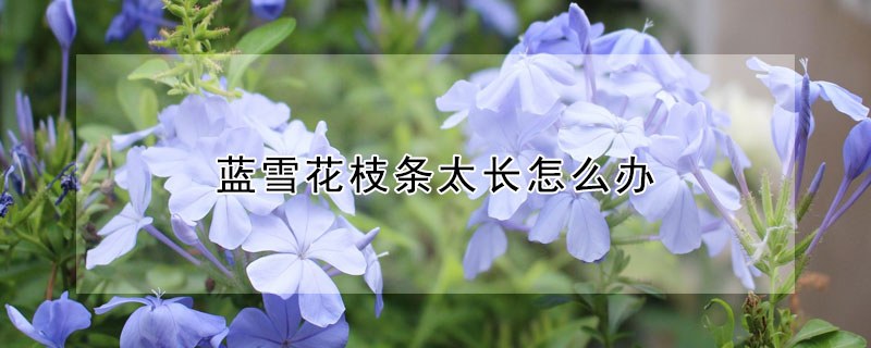 藍雪花枝條太長怎么辦