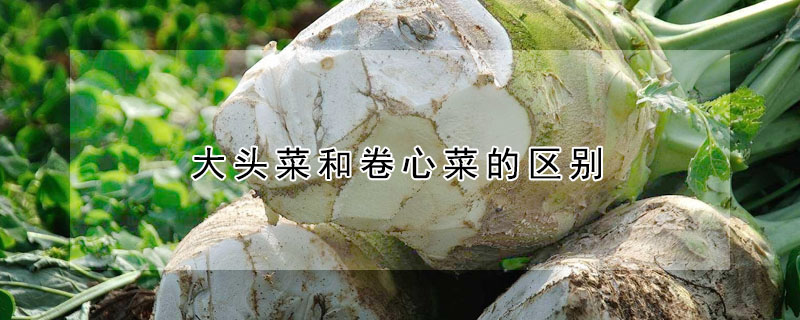 大頭菜和卷心菜的區別
