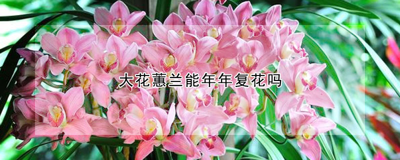 大花蕙蘭能年年復花嗎