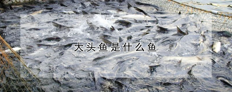大頭魚是什么魚