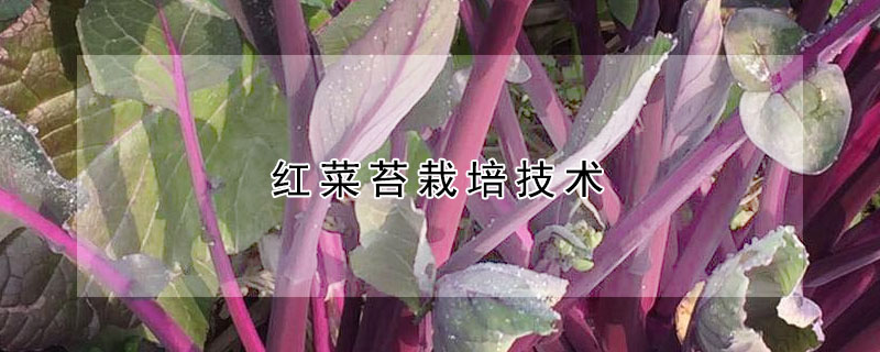 紅菜苔栽培技術