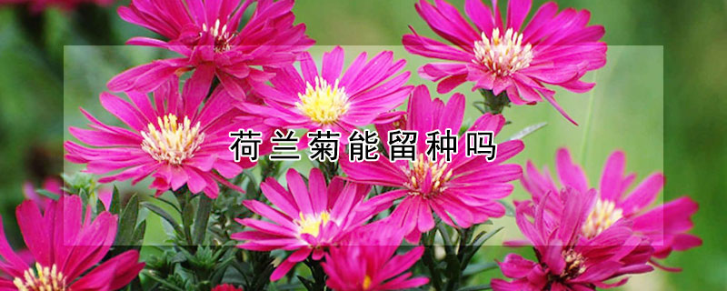荷蘭菊能留種嗎
