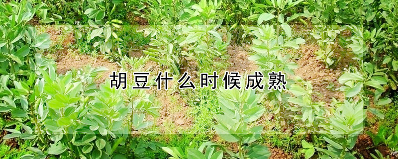 胡豆什么時(shí)候成熟