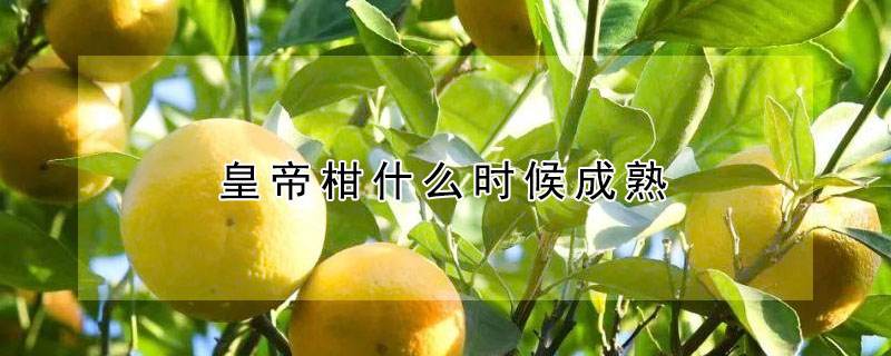 皇帝柑什么時候成熟