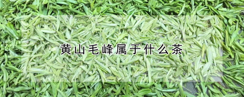 黃山毛峰屬于什么茶