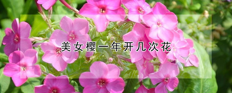 美女櫻一年開幾次花
