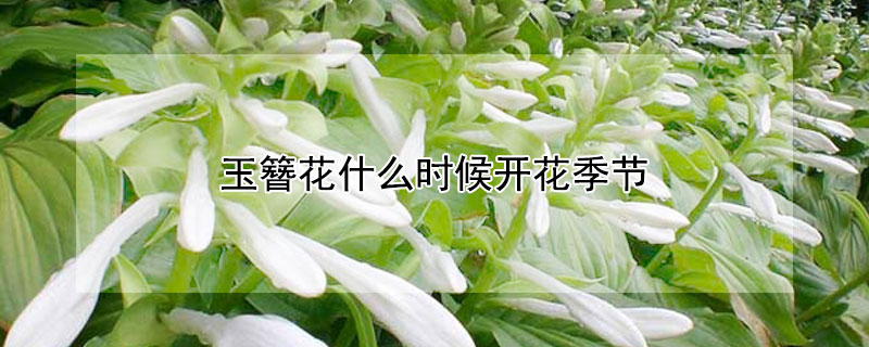玉簪花什么時(shí)候開花季節(jié)