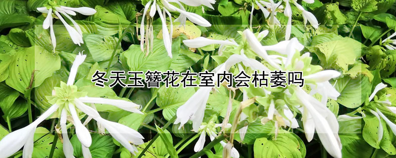 冬天玉簪花在室內(nèi)會枯萎嗎