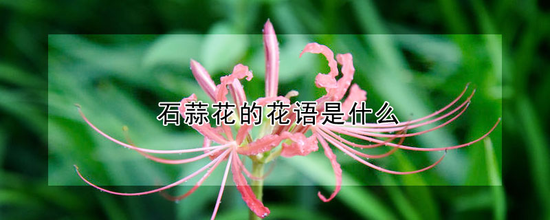 石蒜花的花語是什么