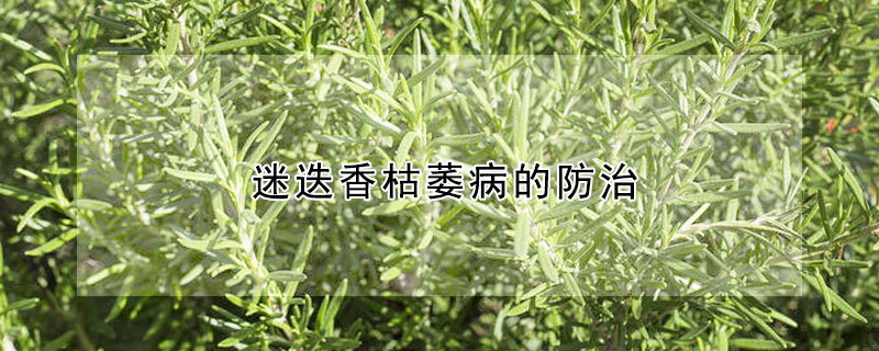 迷迭香枯萎病的防治