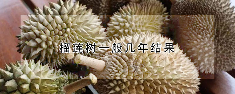 榴蓮樹一般幾年結果