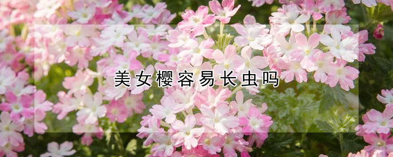 美女櫻容易長蟲嗎