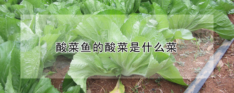 酸菜魚的酸菜是什么菜