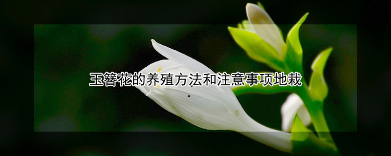 玉簪花的養(yǎng)殖方法和注意事項(xiàng)地栽