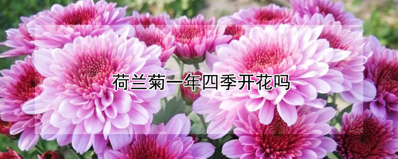 荷蘭菊一年四季開花嗎