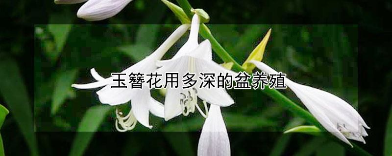 玉簪花用多深的盆養(yǎng)殖
