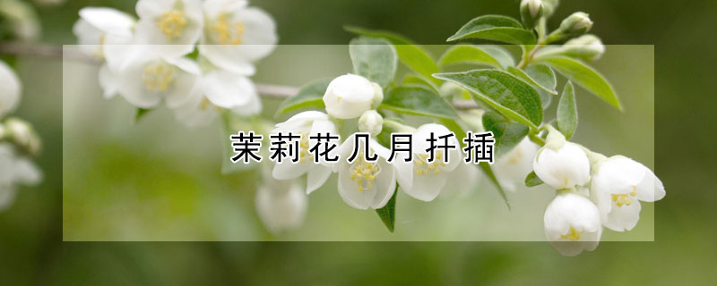 茉莉花幾月扦插