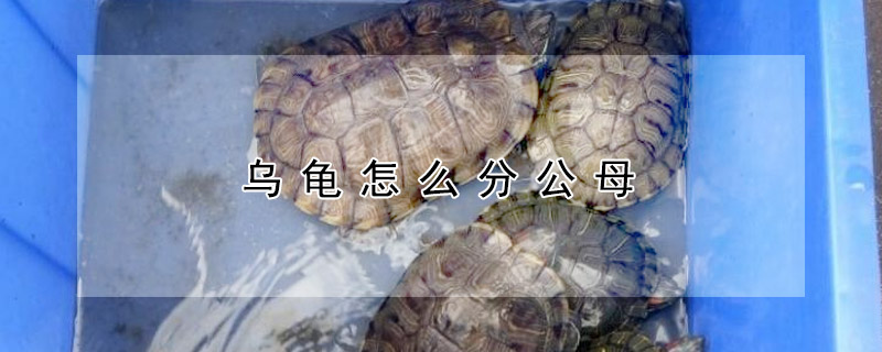 烏龜怎么分公母
