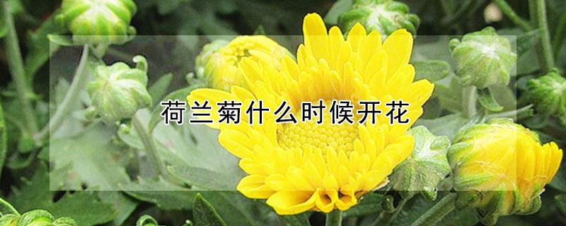 荷蘭菊什么時候開花