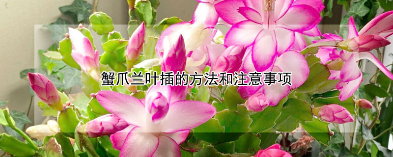 蟹爪蘭葉插的方法和注意事項