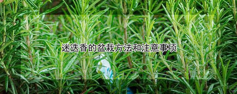 迷迭香的盆栽方法和注意事項(xiàng)