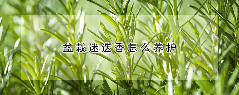 盆栽迷迭香怎么養(yǎng)護(hù)