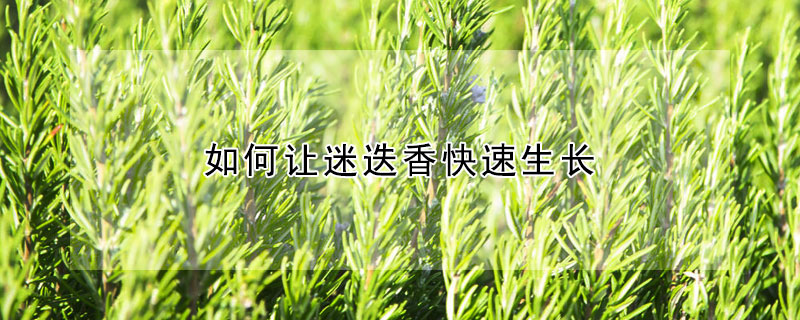 如何讓迷迭香快速生長
