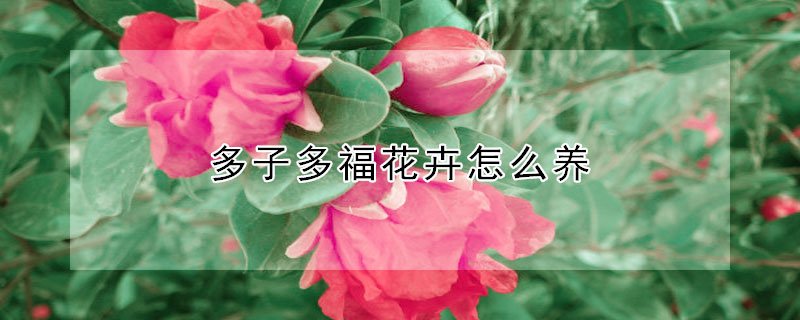 多子多福花卉怎么養
