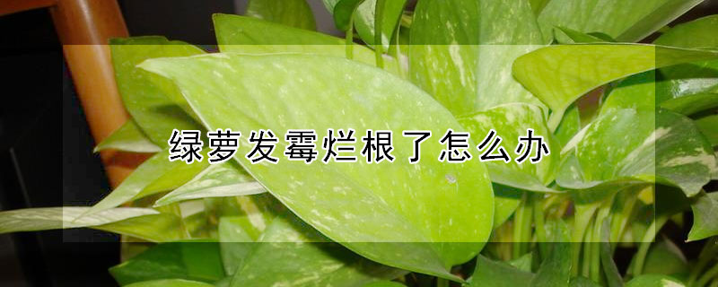 綠蘿發霉爛根了怎么辦