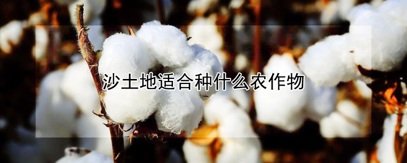 沙土地適合種什么農(nóng)作物
