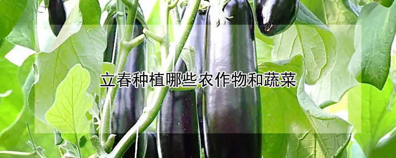 立春種植哪些農(nóng)作物和蔬菜