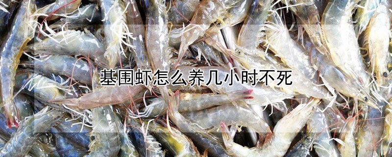 基圍蝦怎么養(yǎng)幾小時不死