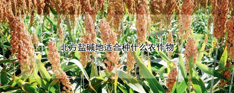 北方鹽堿地適合種什么農(nóng)作物