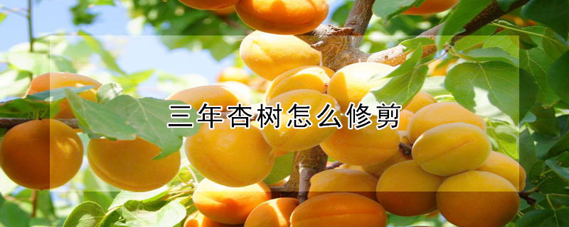 三年杏樹怎么修剪