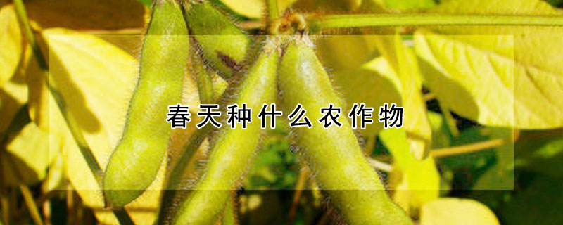春天種什么農(nóng)作物