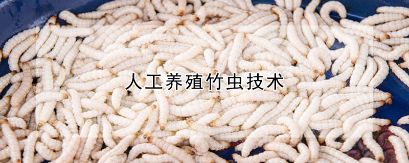 人工養(yǎng)殖竹蟲技術(shù)