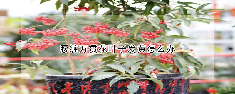 腰纏萬貫花葉子發(fā)黃怎么辦