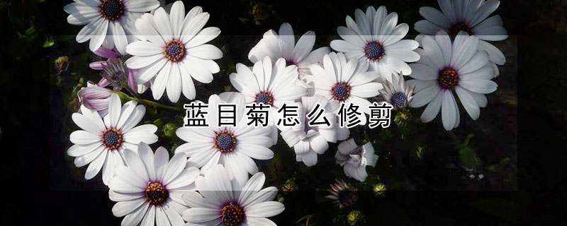 藍目菊怎么修剪