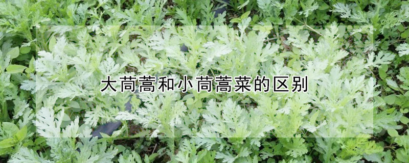 大茼蒿和小茼蒿菜的區(qū)別
