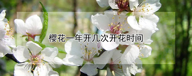 櫻花一年開幾次開花時(shí)間