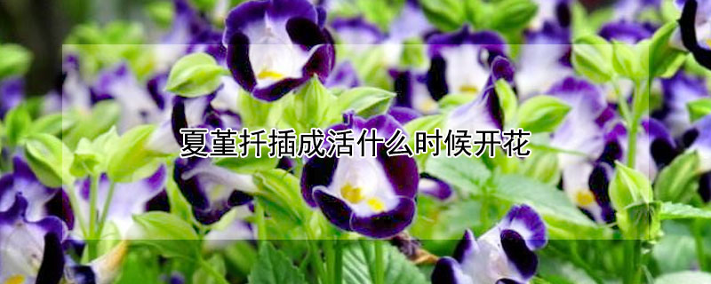 夏堇扦插成活什么時(shí)候開花