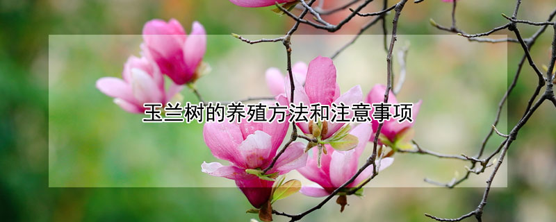 玉蘭樹的養(yǎng)殖方法和注意事項(xiàng)