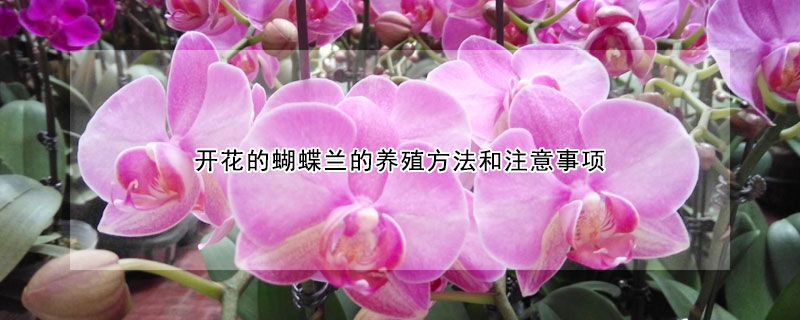 開花的蝴蝶蘭的養殖方法和注意事項