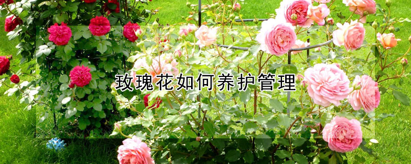 玫瑰花如何養護管理