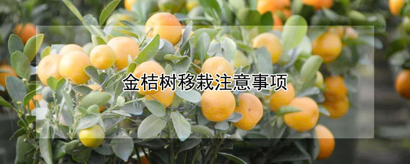 金桔樹移栽注意事項