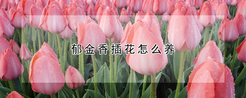 郁金香插花怎么養(yǎng)