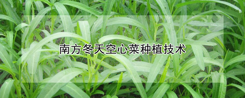 南方冬天空心菜種植技術(shù)