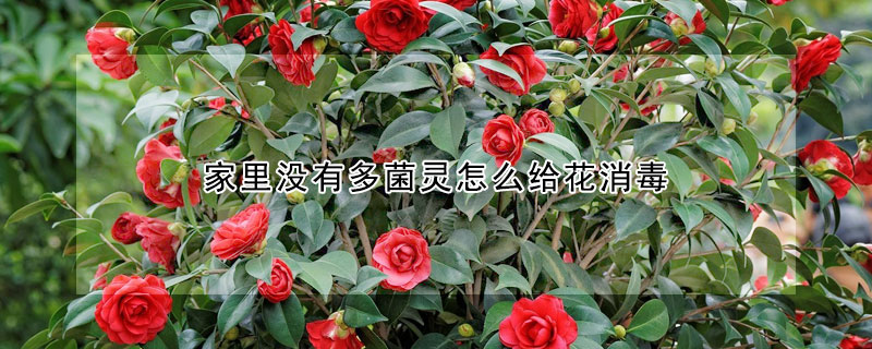 家里沒有多菌靈怎么給花消毒